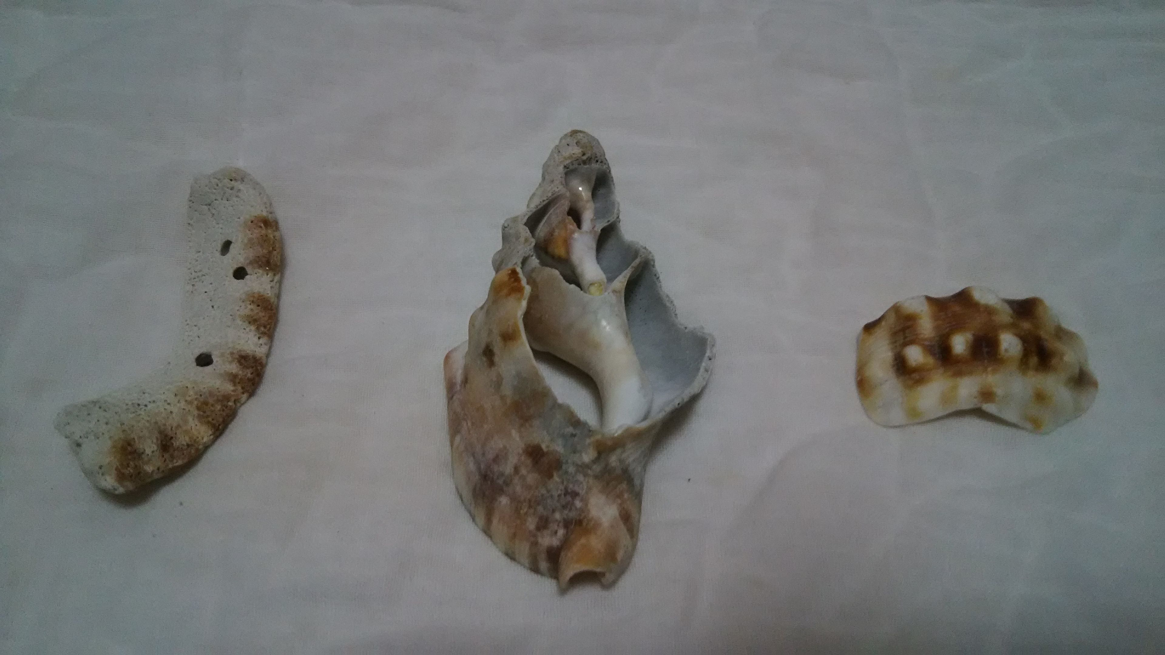 でっ カイ 貝 を探して